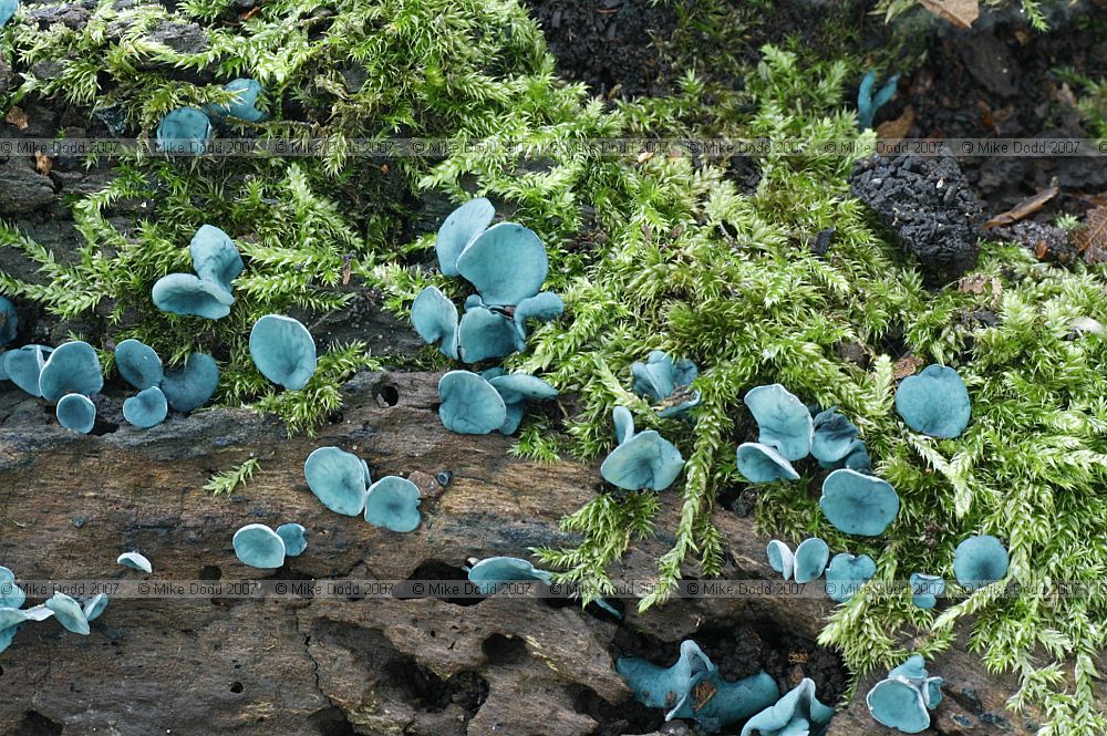 Chlorociboria aeruginascens Green Elfcup