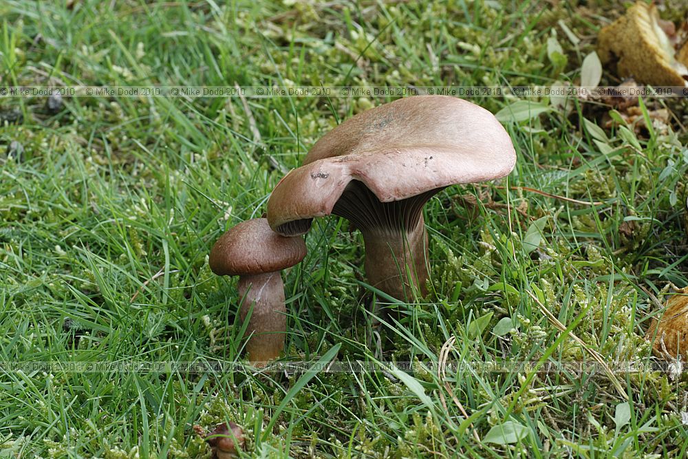 Chroogomphus rutilus Copper Spike