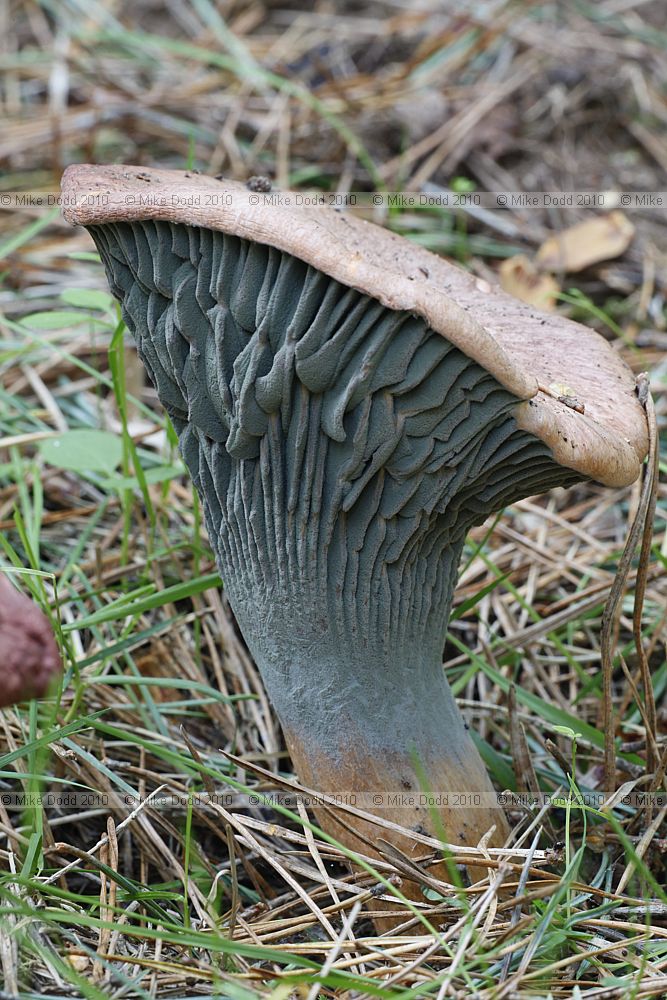 Chroogomphus rutilus Copper Spike infected with another fungus turning it bluish green