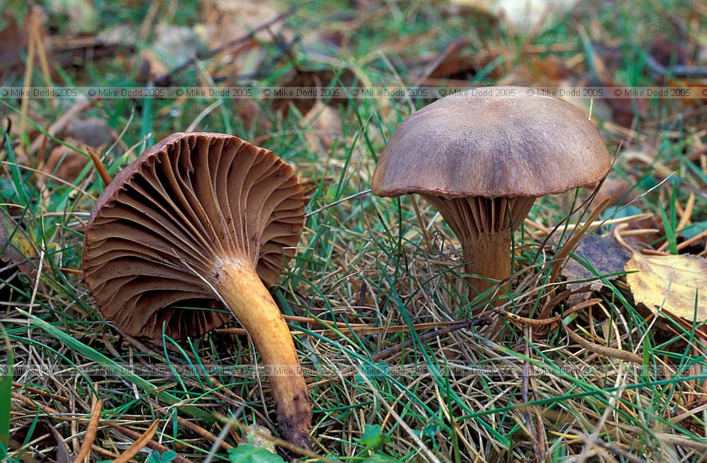 Chroogomphus rutilus Copper spike