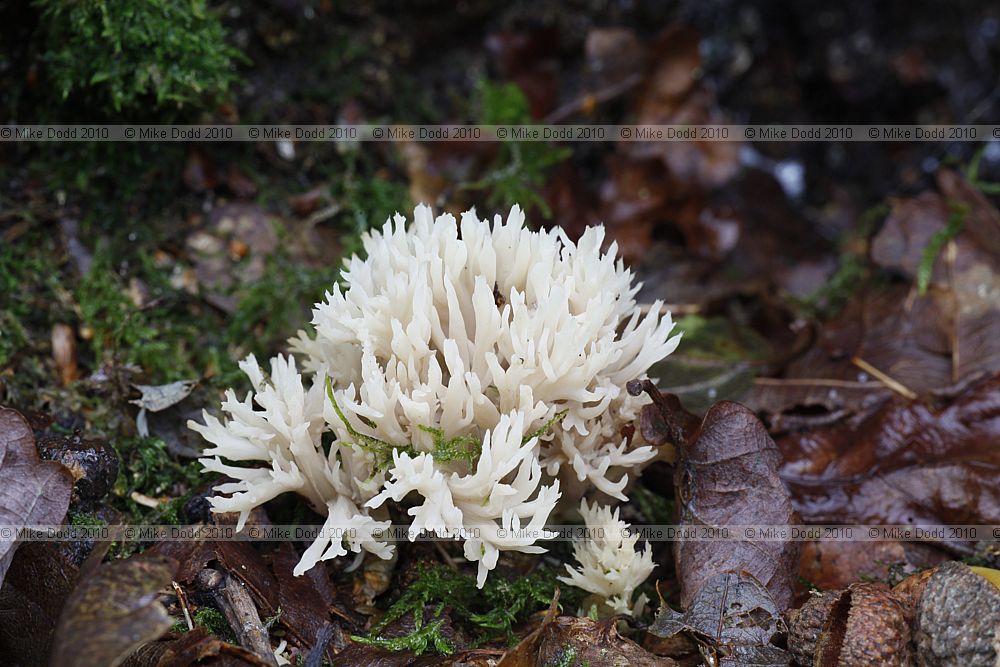 Clavaria coralloides  Crested Coral