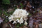 Clavaria coralloides  Crested Coral