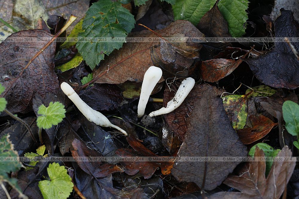 Clavaria tenuipes (?)