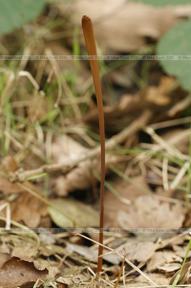 Clavariadelphus fistulosus syn Macrotyphula fistulina Pipe club