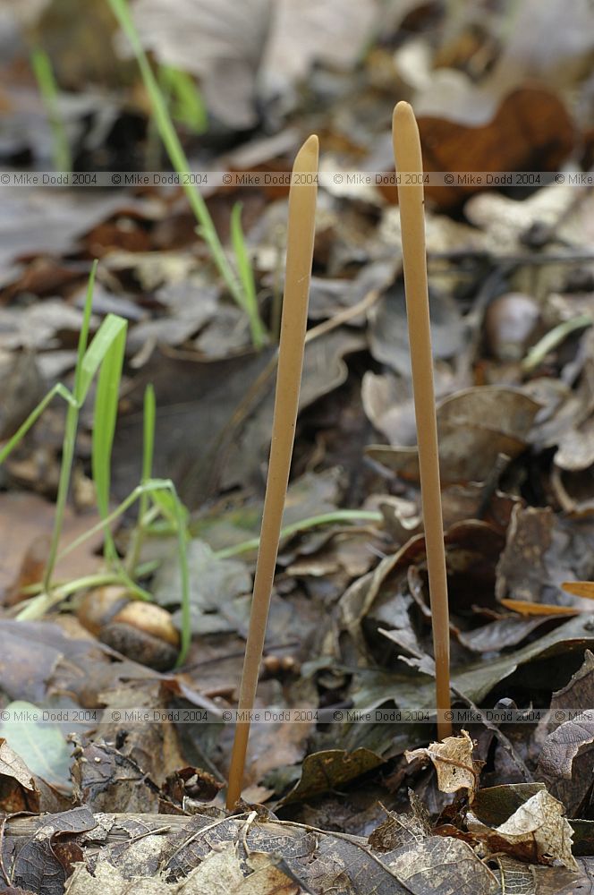 Clavariadelphus fistulosus syn Macrotyphula fistulina Pipe club