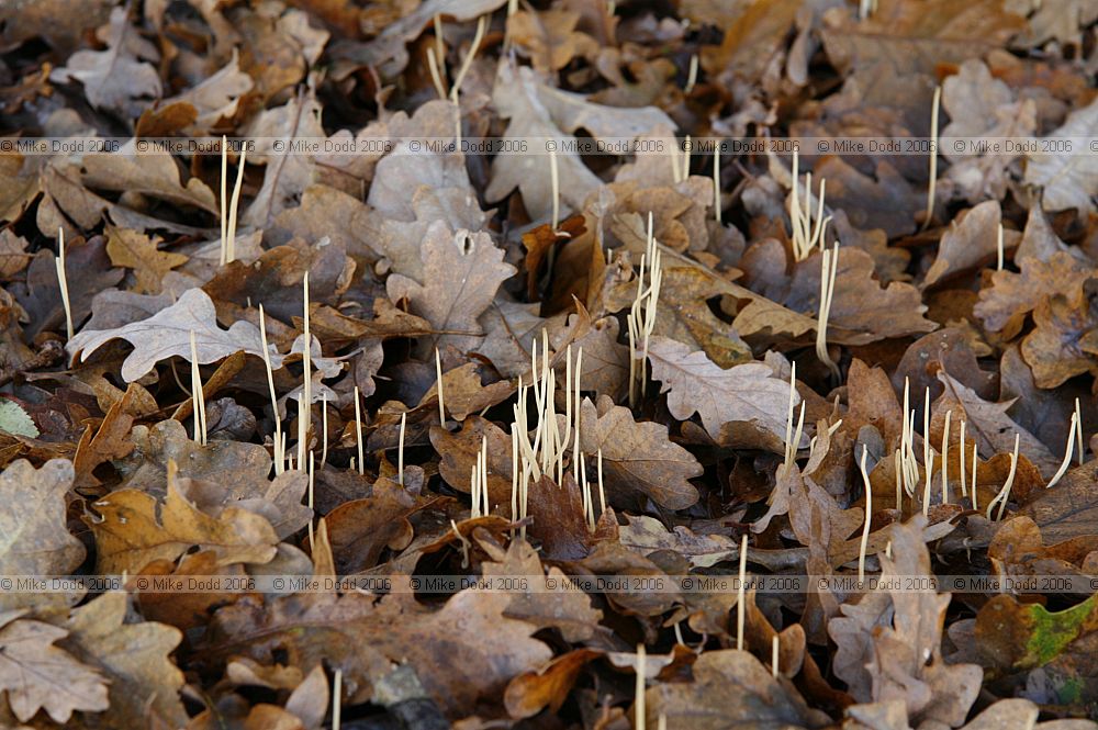 Clavariadelphus junceus syn Macrotyphula juncea Slender club