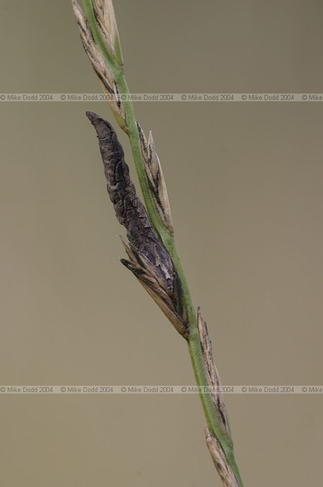 Claviceps purpurea Ergot