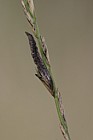 Claviceps purpurea Ergot