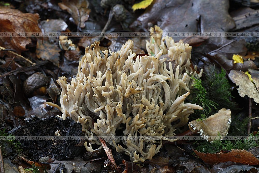 Clavulina cinerea Grey Club