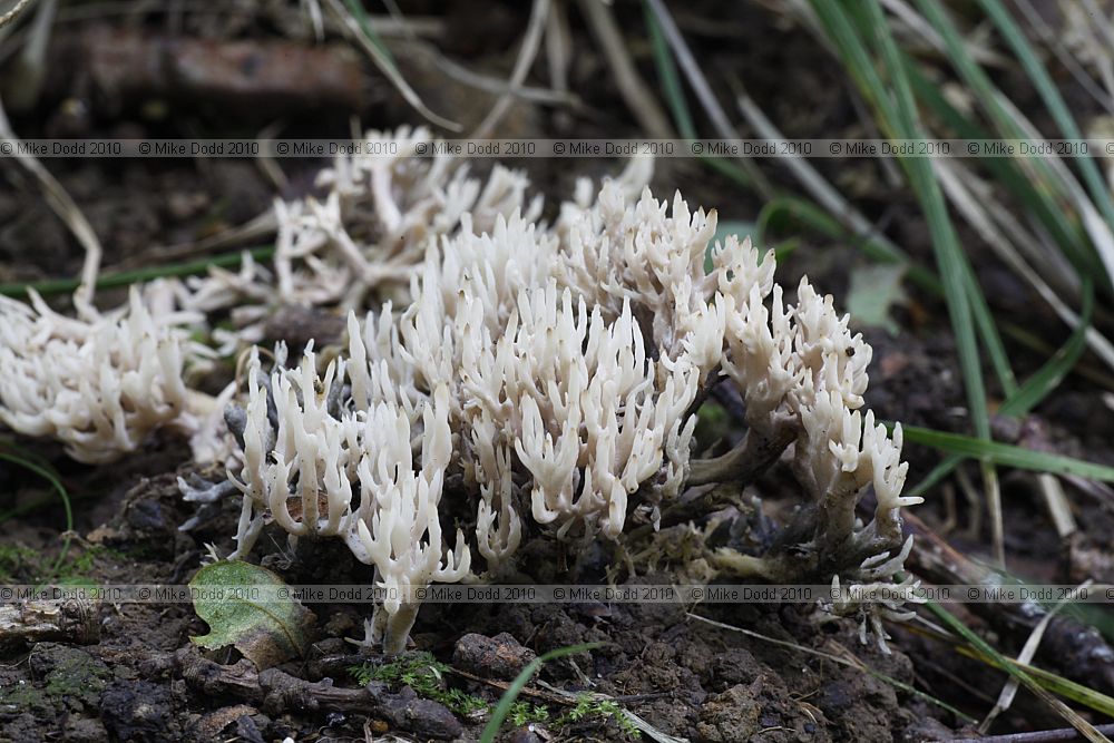 Clavulina coralloides White Coral (?)