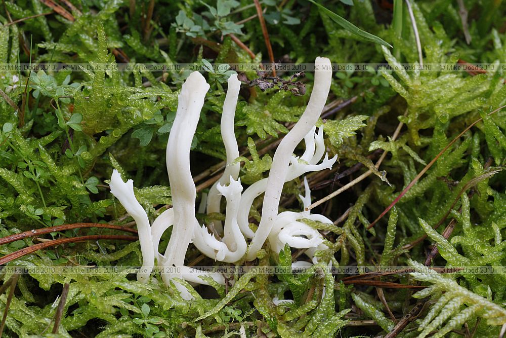 Clavulina rugosa Wrinkled Club