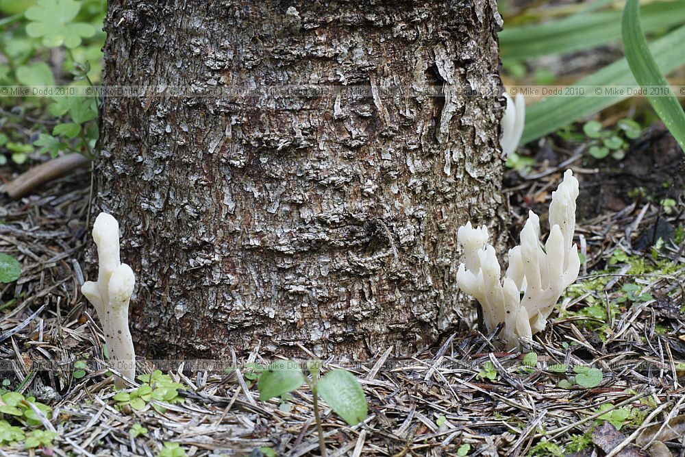 Clavulina rugosa Wrinkled Club