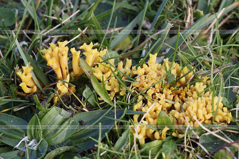 Clavulinopsis corniculata Meadow Coral