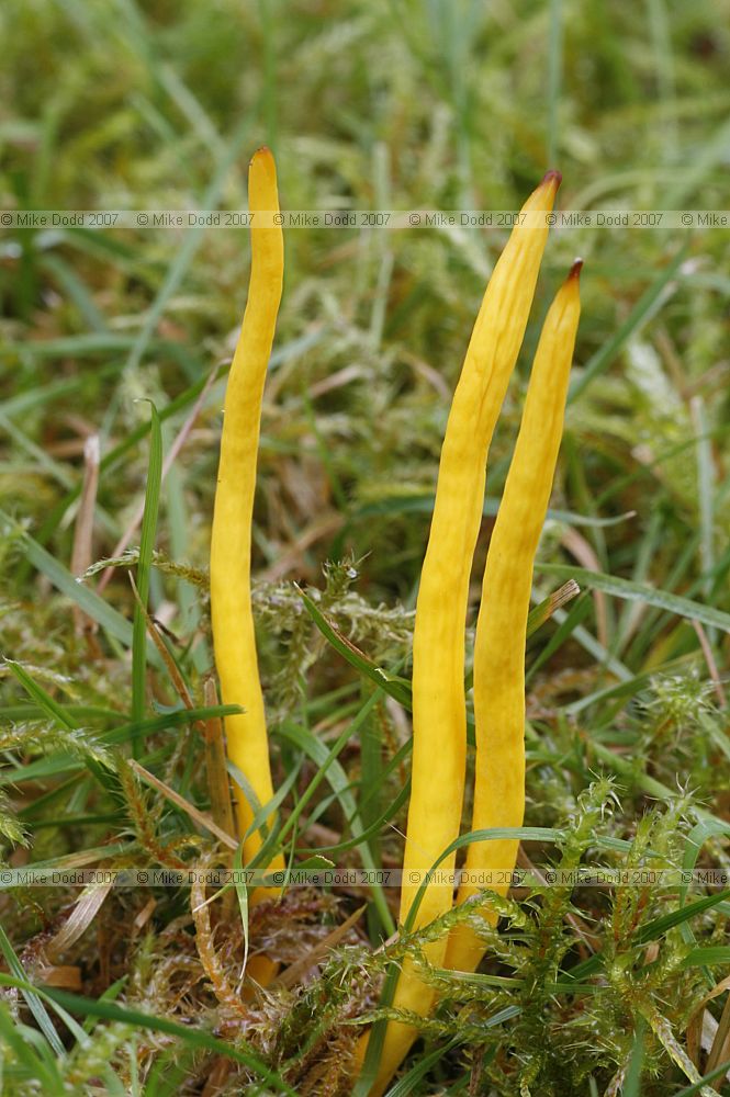 Clavulinopsis fusiformis Golden Spindles
