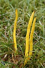 Clavulinopsis fusiformis Golden Spindles