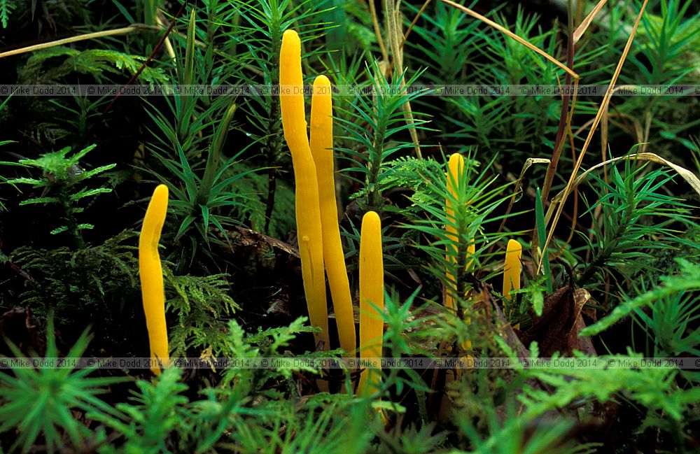 Clavulinopsis helvola Yellow club