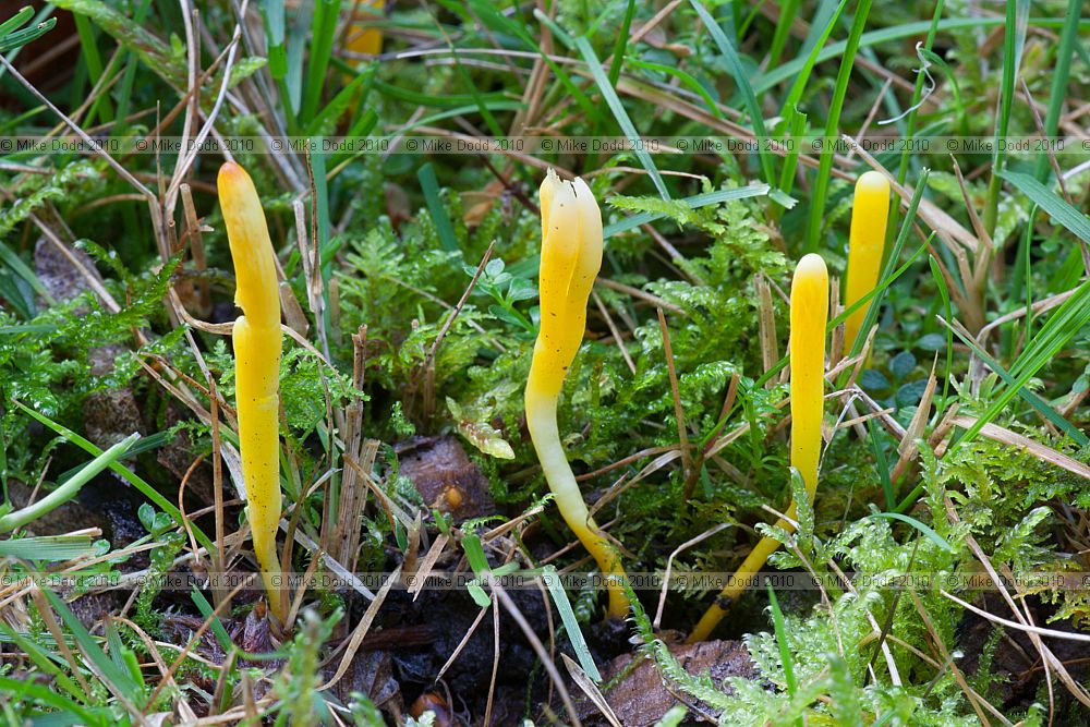 Clavulinopsis helvola Yellow Club