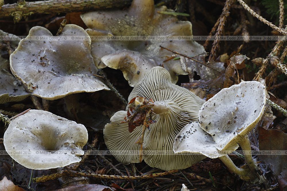 Clitocybe ditopa Mealy frosted funnel (?)