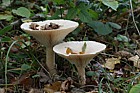 Clitocybe geotropa Trooping Funnel