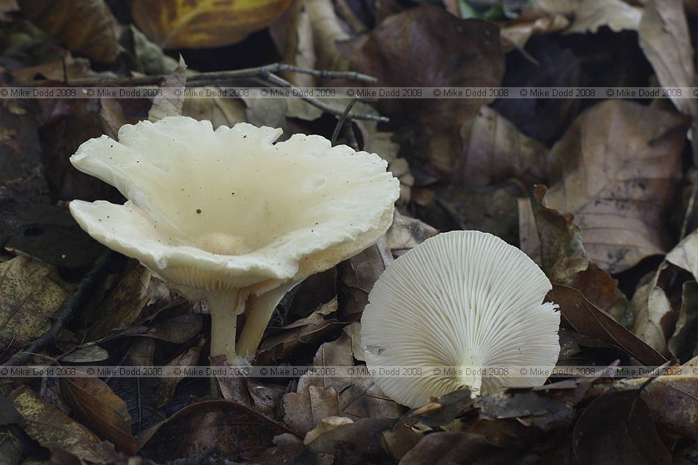 Clitocybe gibba Common Funnel Cap (?)