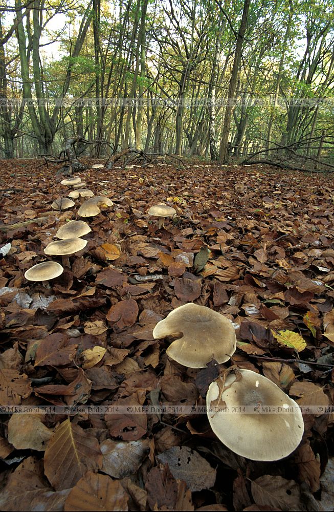Clitocybe nebularis Clouded Agaric