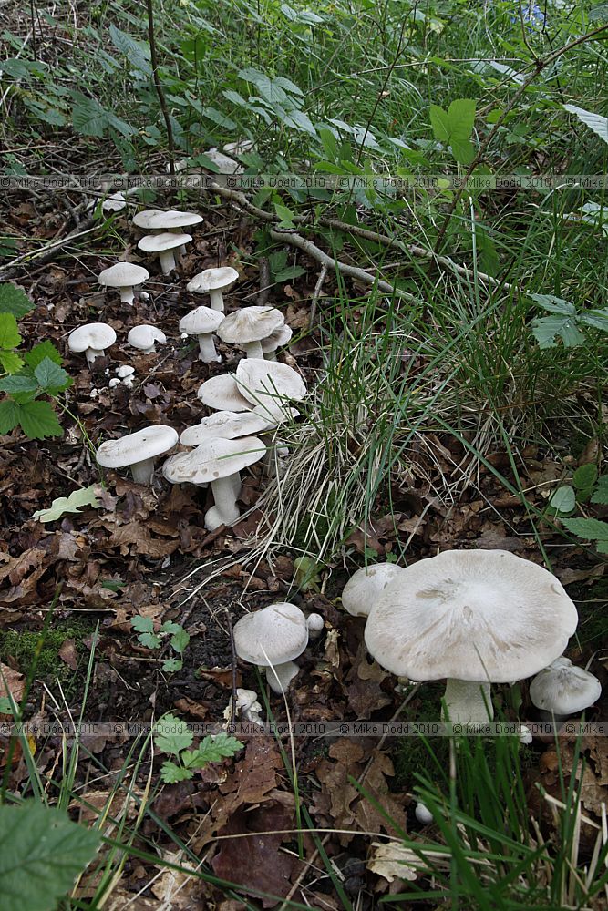 Clitocybe nebularis Clouded Agaric (?) no particular smell greyish