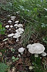 Clitocybe nebularis Clouded Agaric (?) no particular smell greyish