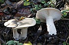 Clitocybe nebularis Clouded Agaric