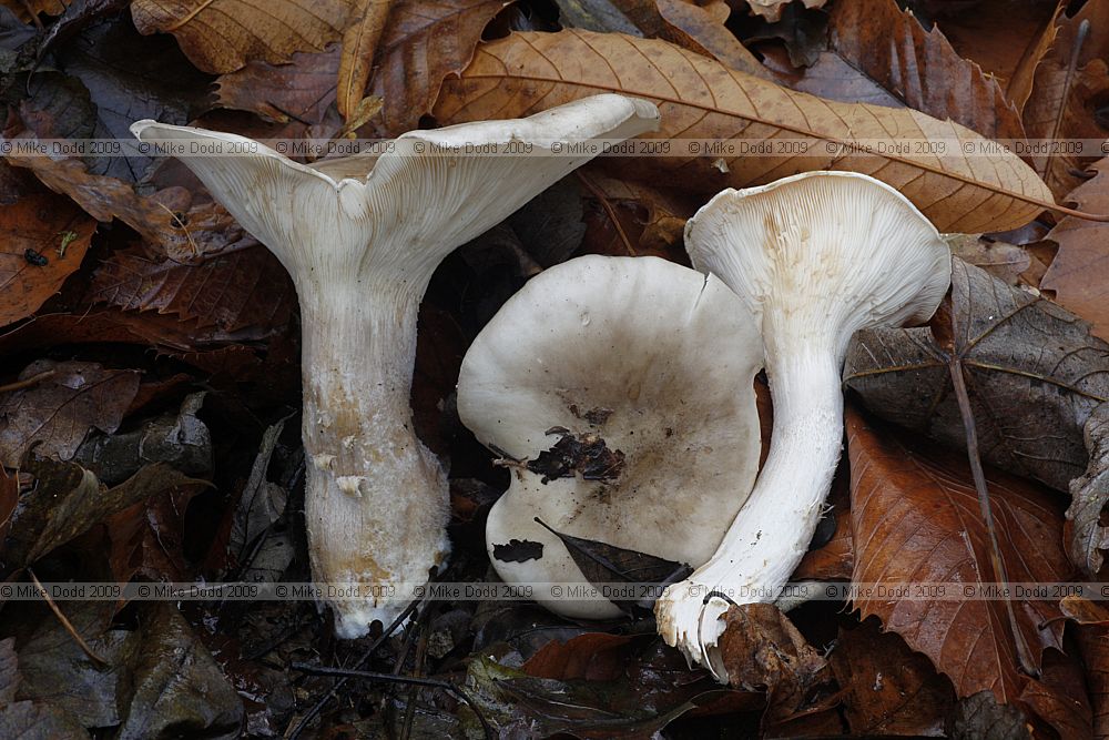 Clitocybe nebularis Clouded Funnel (?)