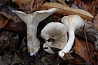 Clitocybe nebularis Clouded Funnel (?)