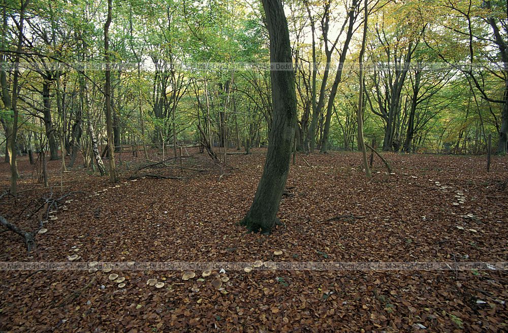Clitocybe nebularis Clouded Agaric