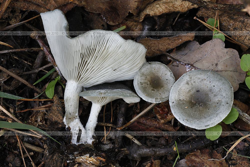 Clitocybe odora Aniseed Funnel (has smell of aniseed)