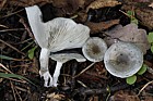 Clitocybe odora Aniseed Funnel (has smell of aniseed)