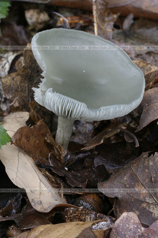 Clitocybe odora Aniseed funnel