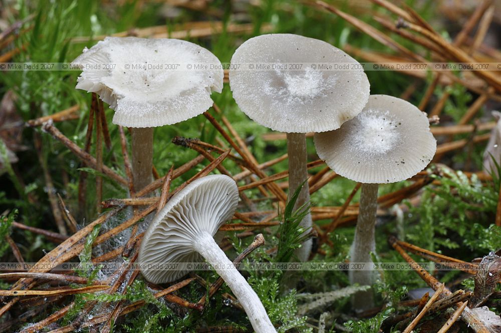 Clitocybe vibecina Mealy Funnel