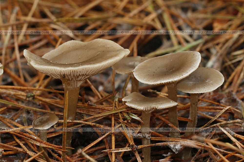 Clitocybe vibecina Mealy Funnel