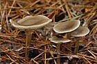 Clitocybe vibecina Mealy Funnel