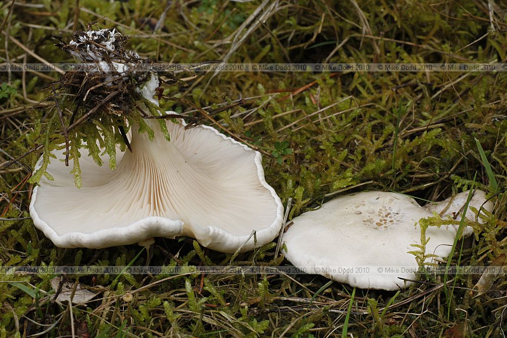 Clitopilus prunulus The Miller