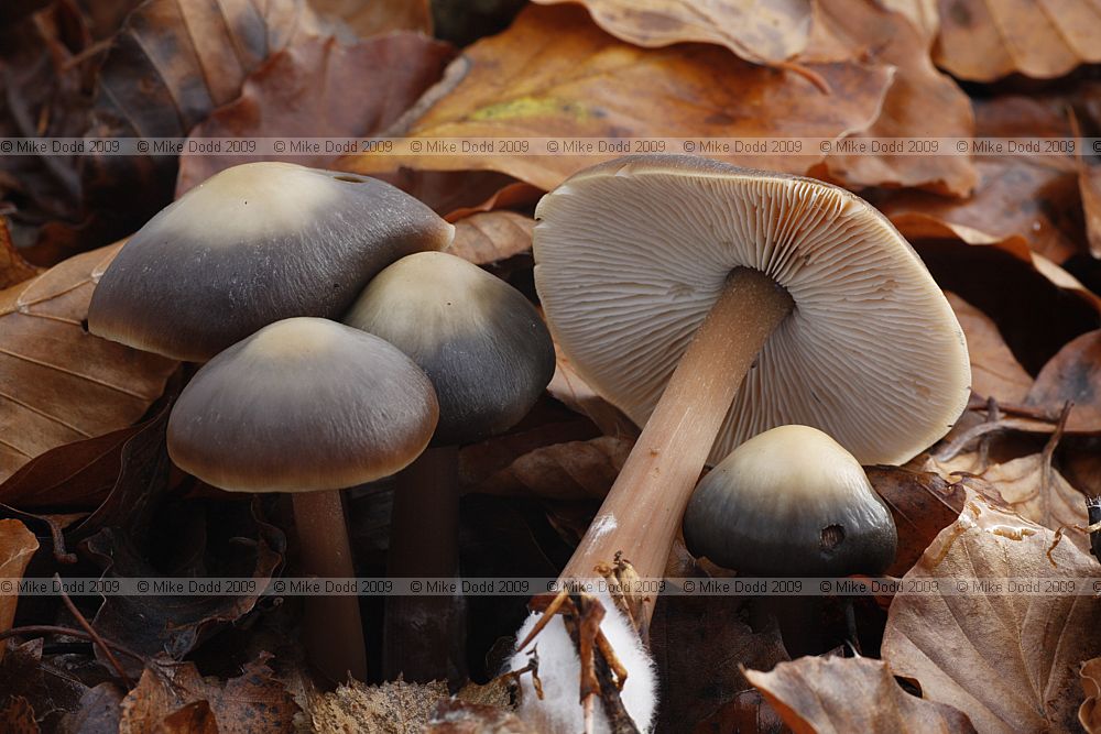 Collybia butyracea Butter Cap