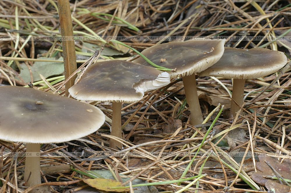 Collybia butyracea Butter cap