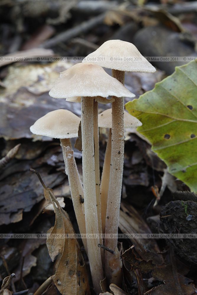 Collybia confluens Clustered Toughshank