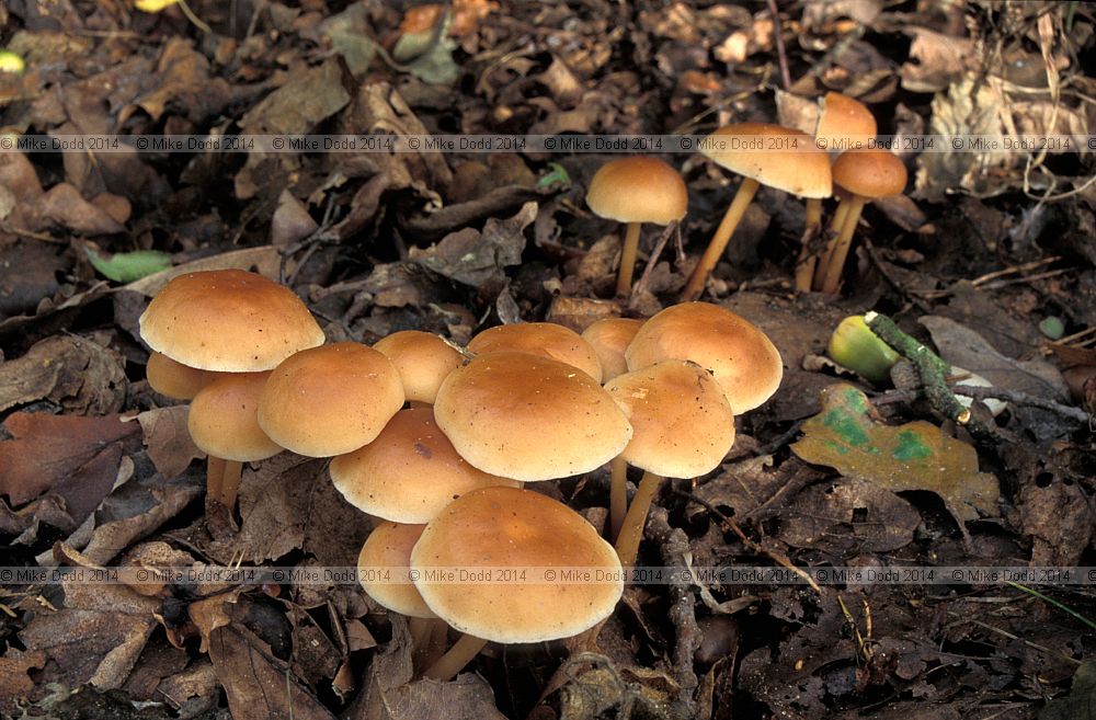 Collybia dryophila Russet toughshank