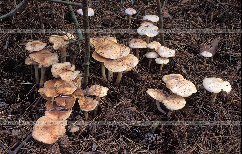 Collybia maculata Spotted Tough-shank