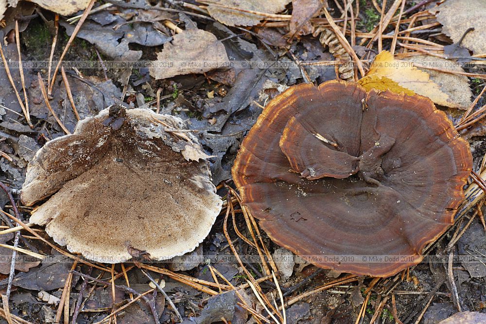 Coltricia perennis Tiger's eye