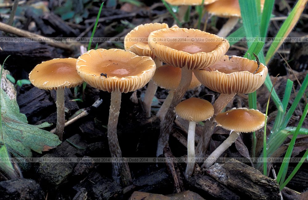 Conocybe appendiculata syn Conocybe velata