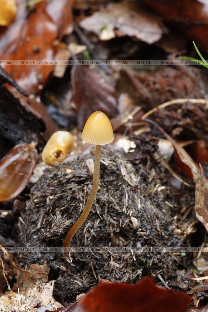 Conocybe pubescens