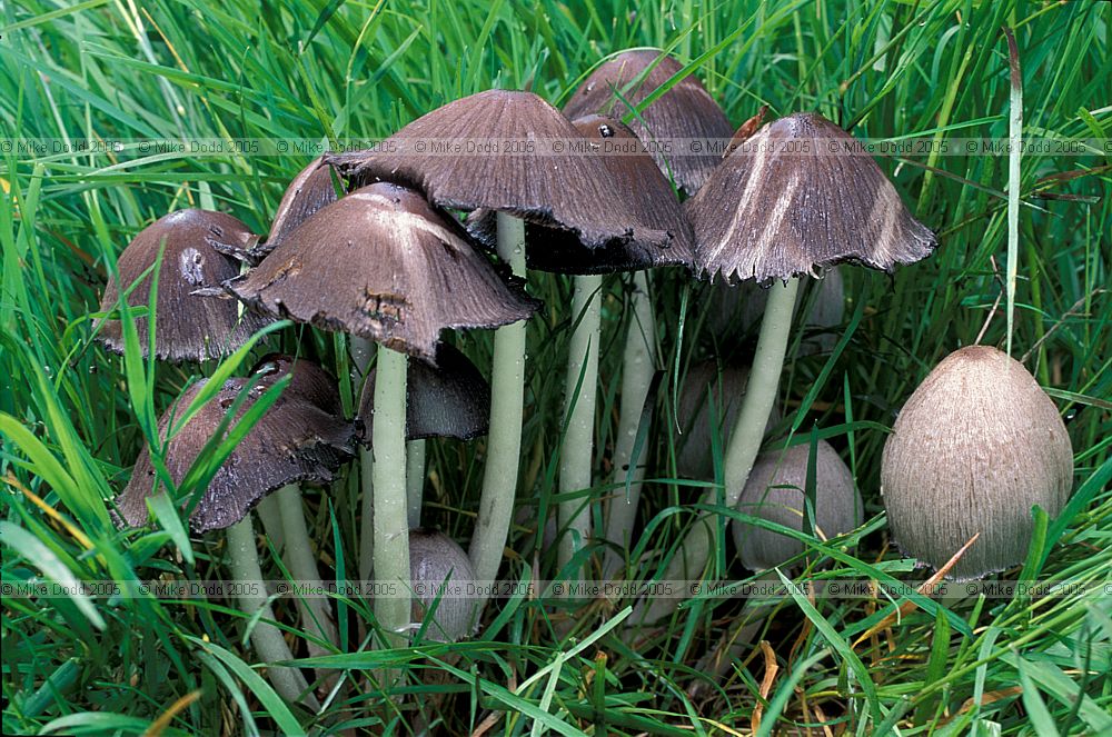 Coprinus atromentarius Common Ink Cap