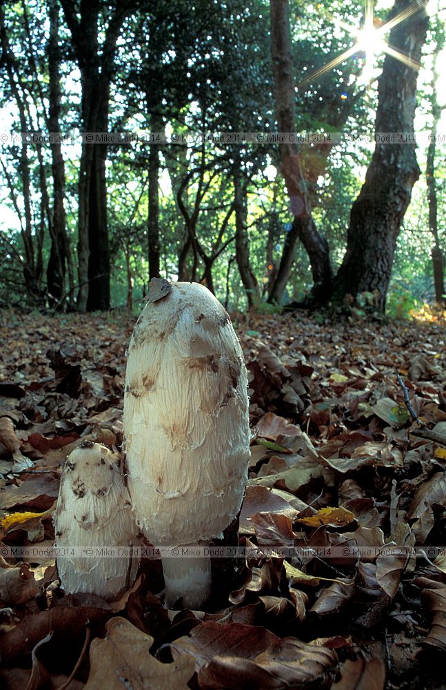 Coprinus comatus Shaggy Ink Cap Lawyer's Wig