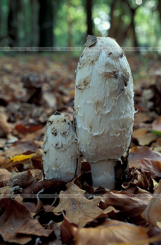 Coprinus comatus Shaggy Ink Cap Lawyer's Wig