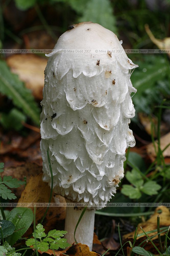 Coprinus comatus Shaggy Inkcap